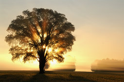 162365__morning-dawn-sun-light-rays-tree-trees-field_t